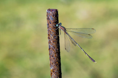 Close-up of dragonfly on plant