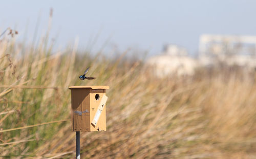Tree swallow flying over birdhouse on field