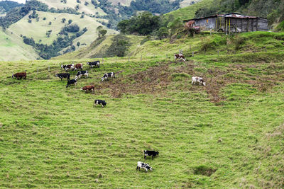 Cows grazing on field