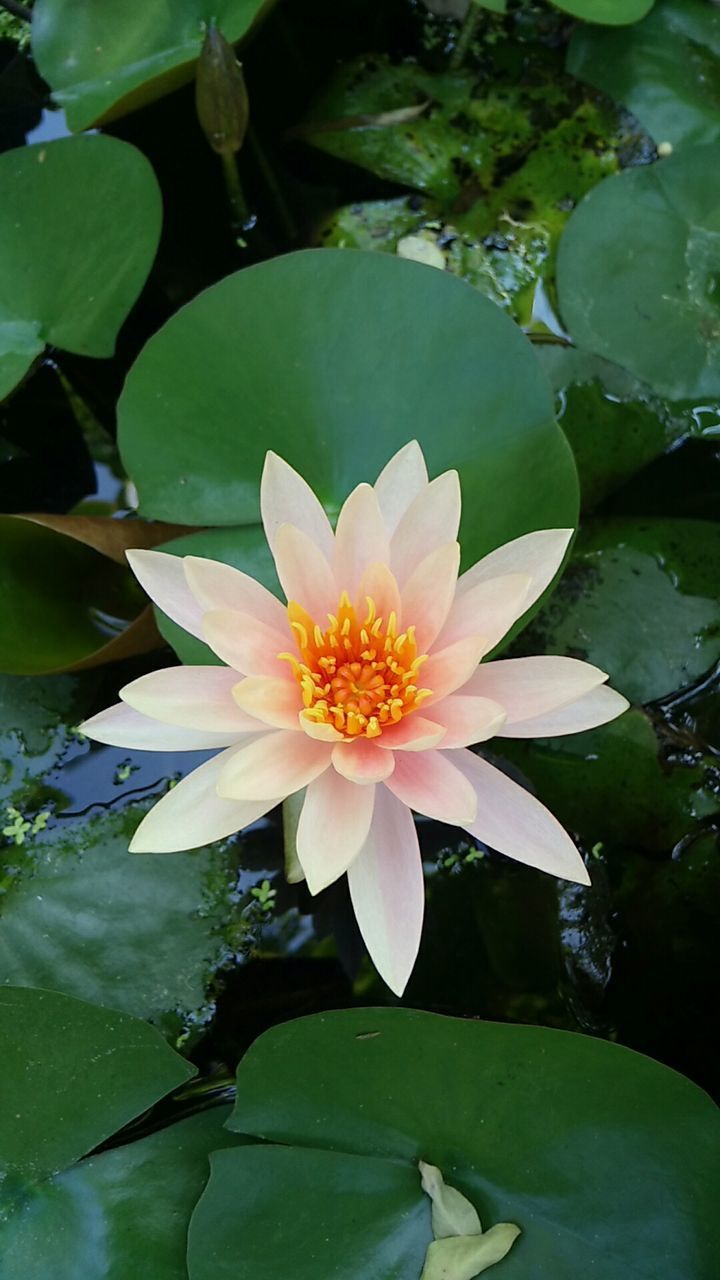 CLOSE-UP OF LOTUS WATER LILY BLOOMING IN POND