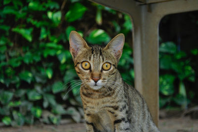 Close-up portrait of cat