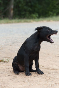 Close-up of dog on street