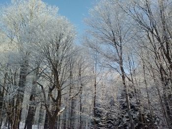 Bare trees in forest