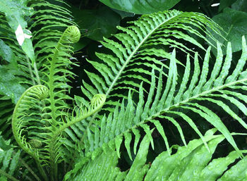 Close-up of fern leaves