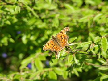 Butterfly on leaf