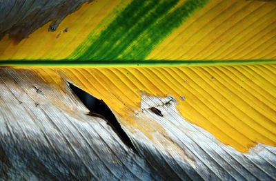 Close-up of insect on wood