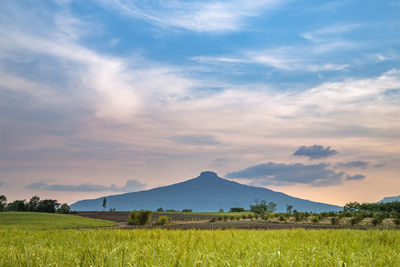 Scenic view of field against sky