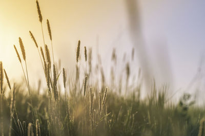 Close-up of stalks in field against sky