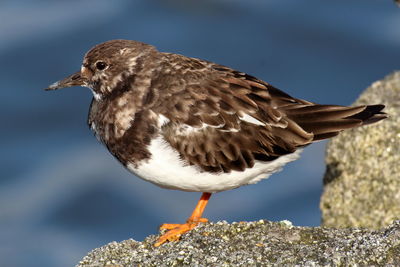 Close-up of bird perching on rock