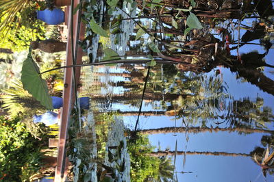 Low angle view of flowering plants by lake
