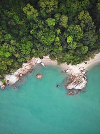 Aerial view of sea by trees