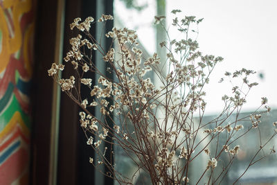 Low angle view of flowering plants by window