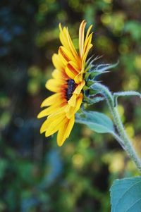 Close-up of yellow flower