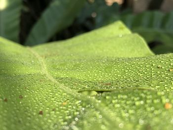 Close-up of raindrops on leaves