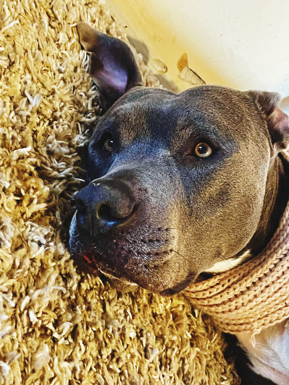 animal, animal themes, one animal, mammal, domestic animals, pet, dog, canine, no people, close-up, high angle view, animal head, day, animal body part, portrait