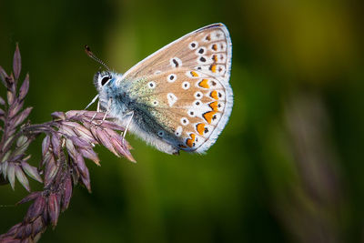 Close-up of butterfly pollinating on flower