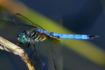 Close-up of damselfly on blue surface