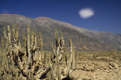 Scenic view of landscape and mountains against sky