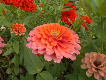 Close-up of pink flowers