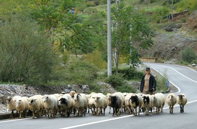 Sheep on field