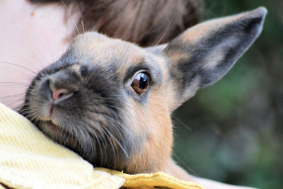 Close-up portrait of rabbit