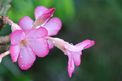 Close-up of water drops on pink rose