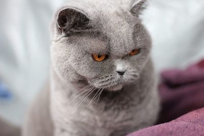 British shorthaired cat 