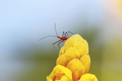 Close-up of insect on yellow flower