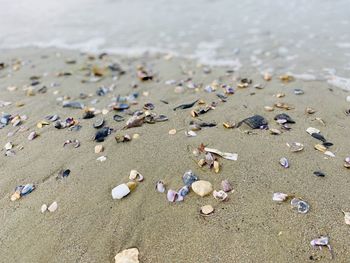 High angle view of shells on beach