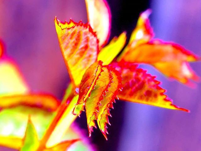 close-up, flower, focus on foreground, fragility, petal, beauty in nature, growth, freshness, nature, plant, selective focus, leaf, flower head, orange color, single flower, no people, outdoors, yellow, natural pattern, vibrant color