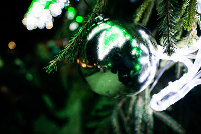 Close-up of christmas tree