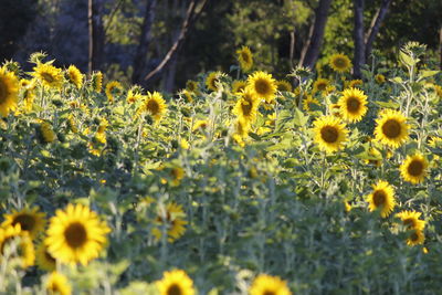 Close-up of yellow flowering plant on field