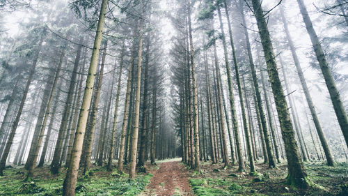 Gravel road leading through a foggy forest