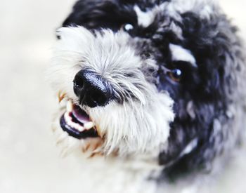 Close-up portrait of dog
