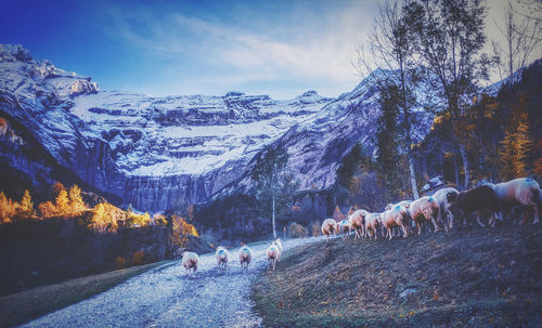 Panoramic view of people on snowcapped mountains against sky