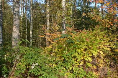 View of trees in the forest