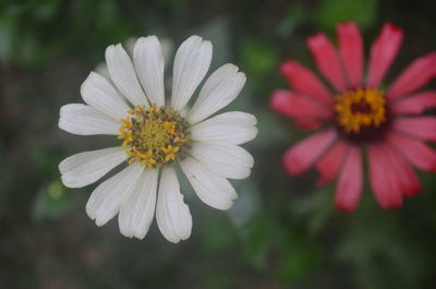 Close-up of flowers