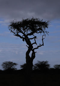 Low angle view of silhouette tree against sky