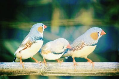 Close-up of birds perching on railing