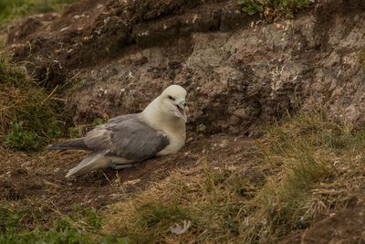Close-up of bird perching on rock