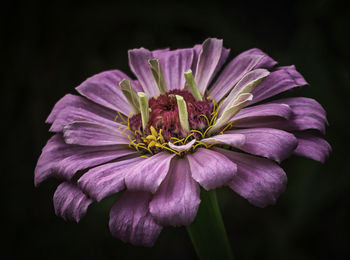 Close-up of purple flower against black background