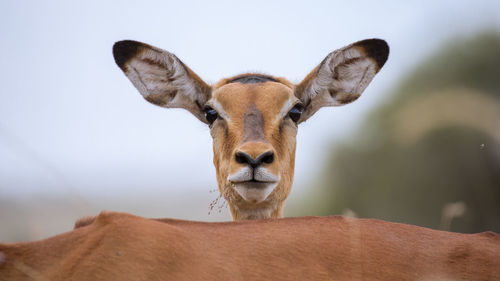 Impala herd, africa