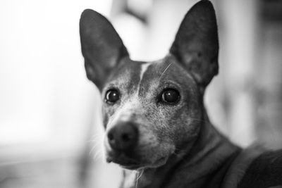 Close-up portrait of dog looking at camera