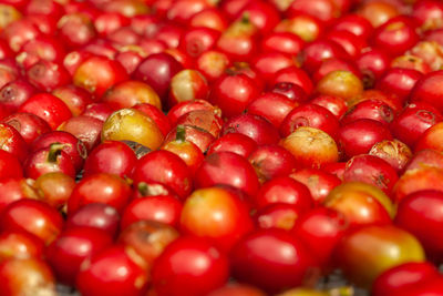 Full frame shot of tomatoes