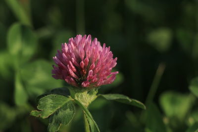Close-up of pink flower blooming outdoors
