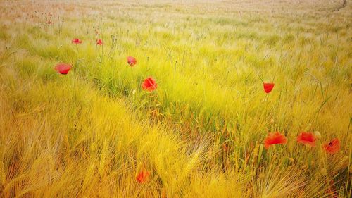 Red poppy flowers on field