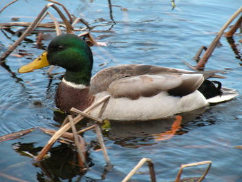 Birds in water