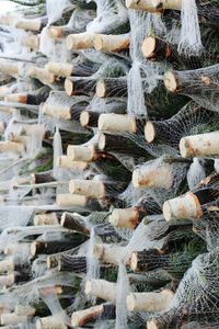 Christmas tree made from wine bottles
