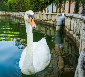 Swan floating on lake