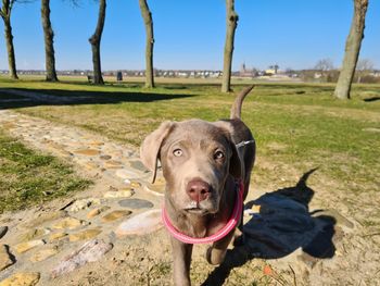 Portrait of dog